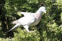 Columba palumbus