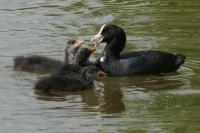 Fulica atra