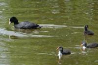 Fulica atra