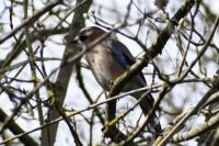 Garrulus glandarius