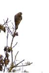 Falco tinnunculus