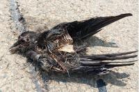 Corvus corone