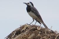 Motacilla alba