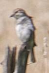 Lanius collurio