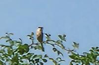 Lanius collurio