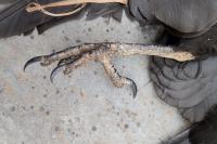 Corvus corone
