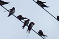 Hirundo rustica