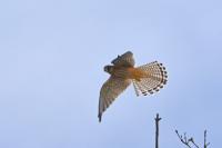 Falco tinnunculus