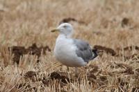 Larus michahellis