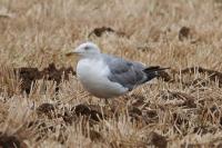 Larus michahellis