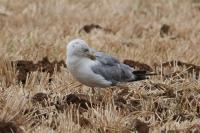 Larus michahellis