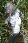 Falco tinnunculus