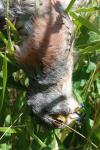 Falco tinnunculus