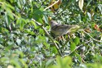 Passer domesticus