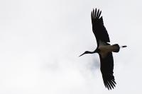 Ciconia nigra