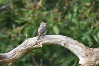 Muscicapa striata