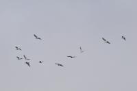 Bubulcus ibis