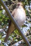 Muscicapa striata