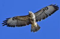 Buteo buteo