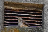 Falco tinnunculus