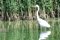 Ardea alba