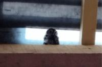 Athene noctua
