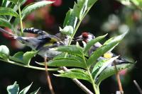 Carduelis carduelis