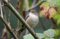Phylloscopus collybita