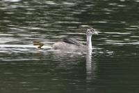 Podiceps cristatus