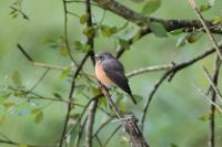 Phoenicurus phoenicurus