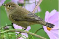 Phylloscopus collybita