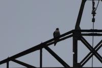 Falco peregrinus