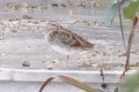 Gallinago gallinago