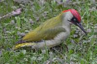 Picus viridis