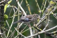 Passer domesticus