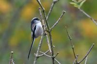 Aegithalos caudatus