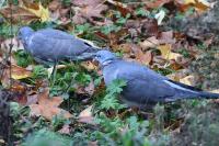 Columba palumbus