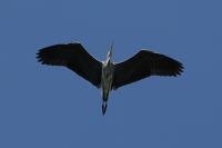 Ardea cinerea