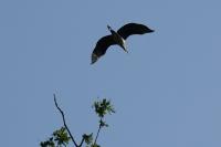 Ardea cinerea