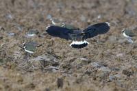 Vanellus vanellus