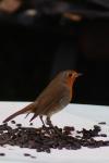 Erithacus rubecula
