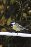 Parus major