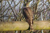 Accipiter nisus