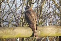 Accipiter nisus