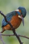 Alcedo atthis