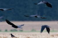 Corvus frugilegus