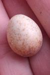 Erithacus rubecula