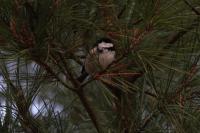Periparus ater