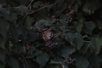 Regulus regulus