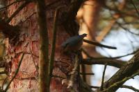 Sitta europaea